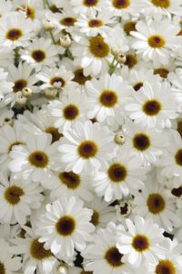 Argyranthemum Grandaisy White