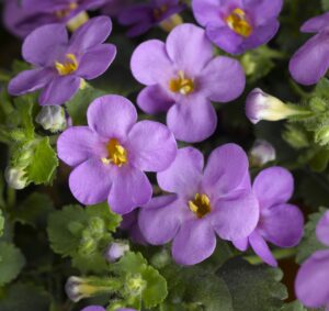 Bacopa Calypso Jumbo Deep Lavender