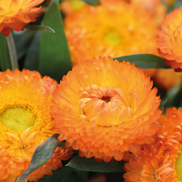 Bracteantha Cottage Toffee