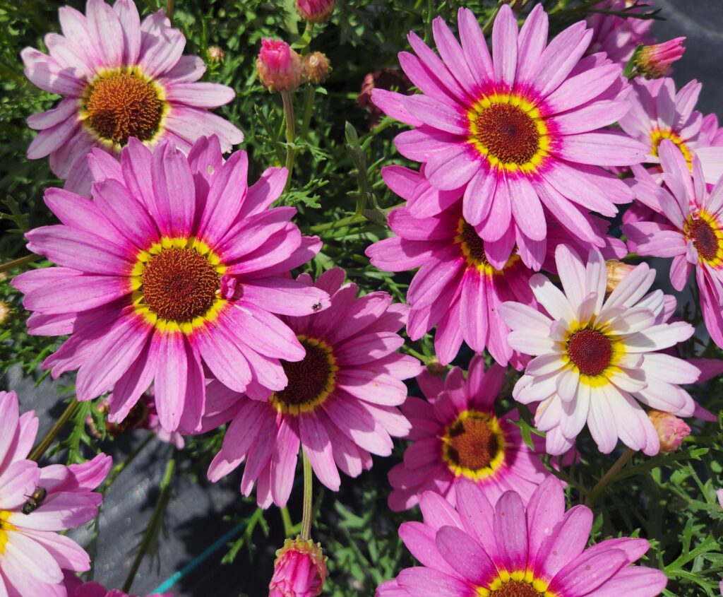 Argyranthemum Grandessa Pink Halo Imp.