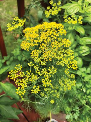 Dill Fernleaf