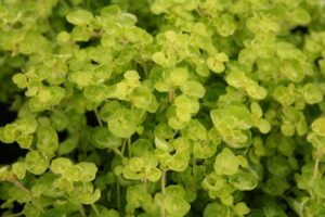 Marjoram Golden Tip