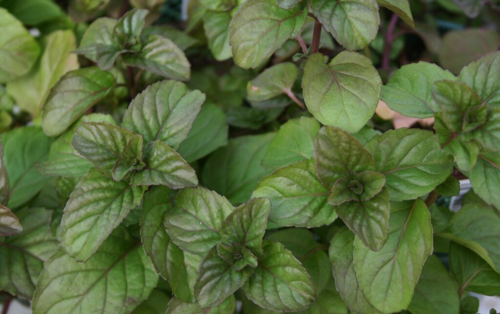 Mentha Orange