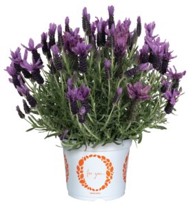 Lavender La Diva Berry Bountiful