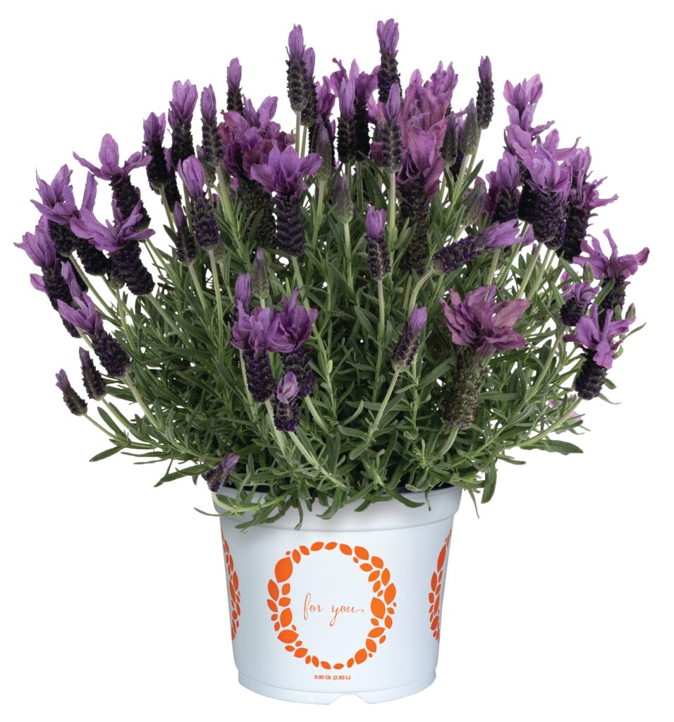 Lavender La Diva Berry Bountiful