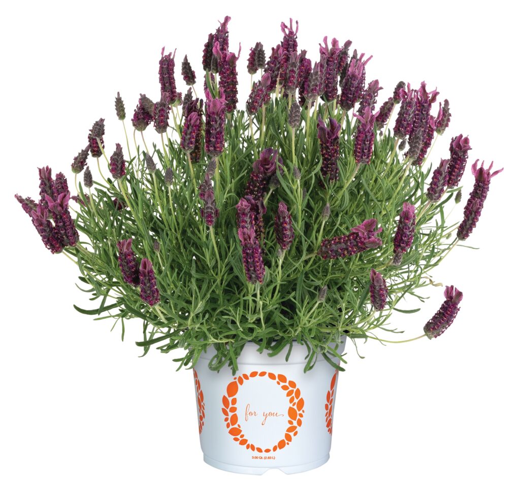 Lavender La Diva Garnet Rouge