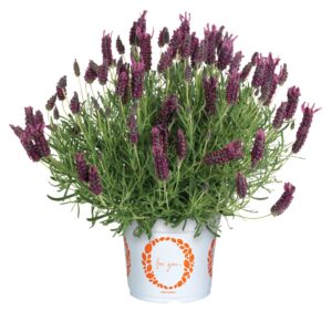 Lavender La Diva Garnet Rouge