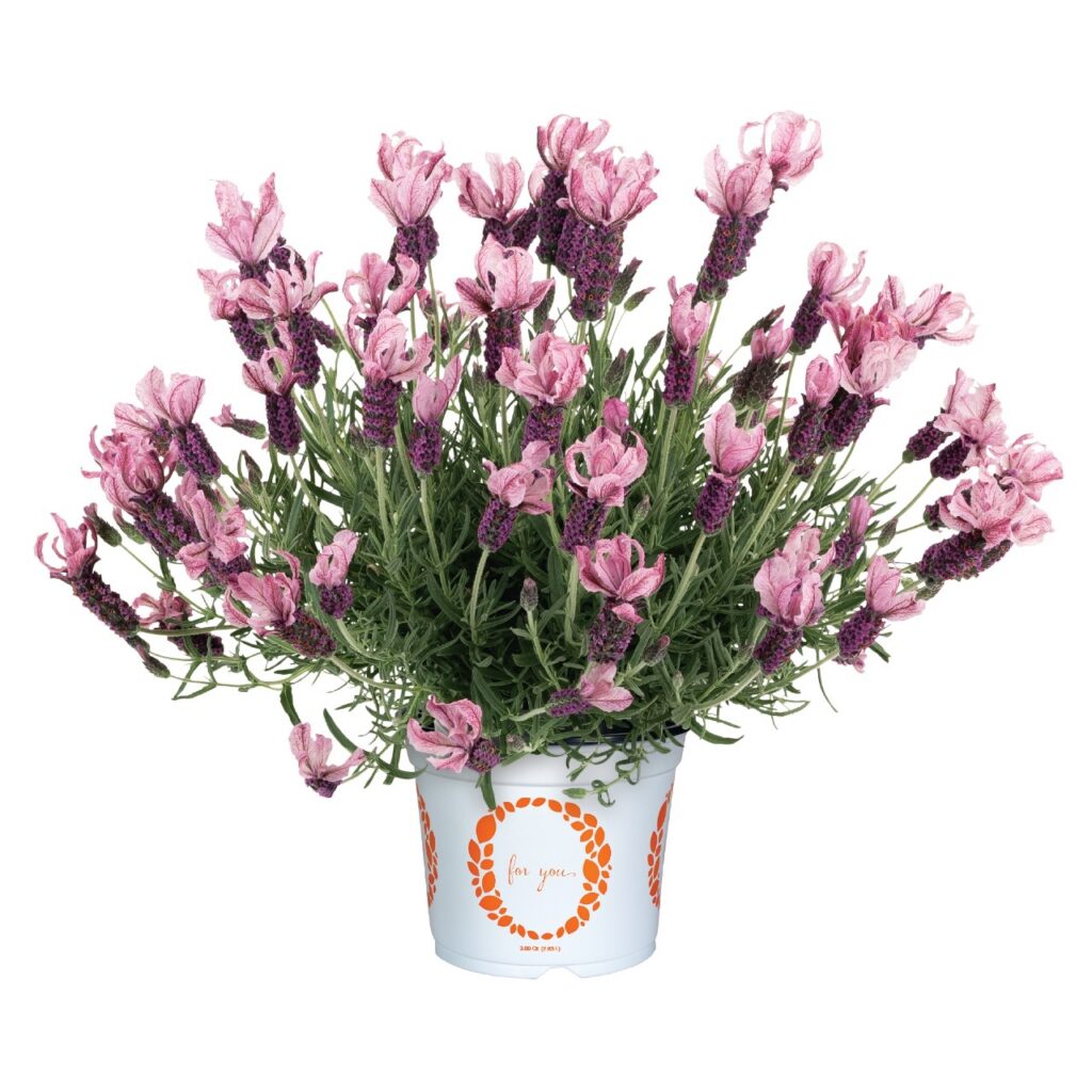 Lavender La Diva Berry Rosey