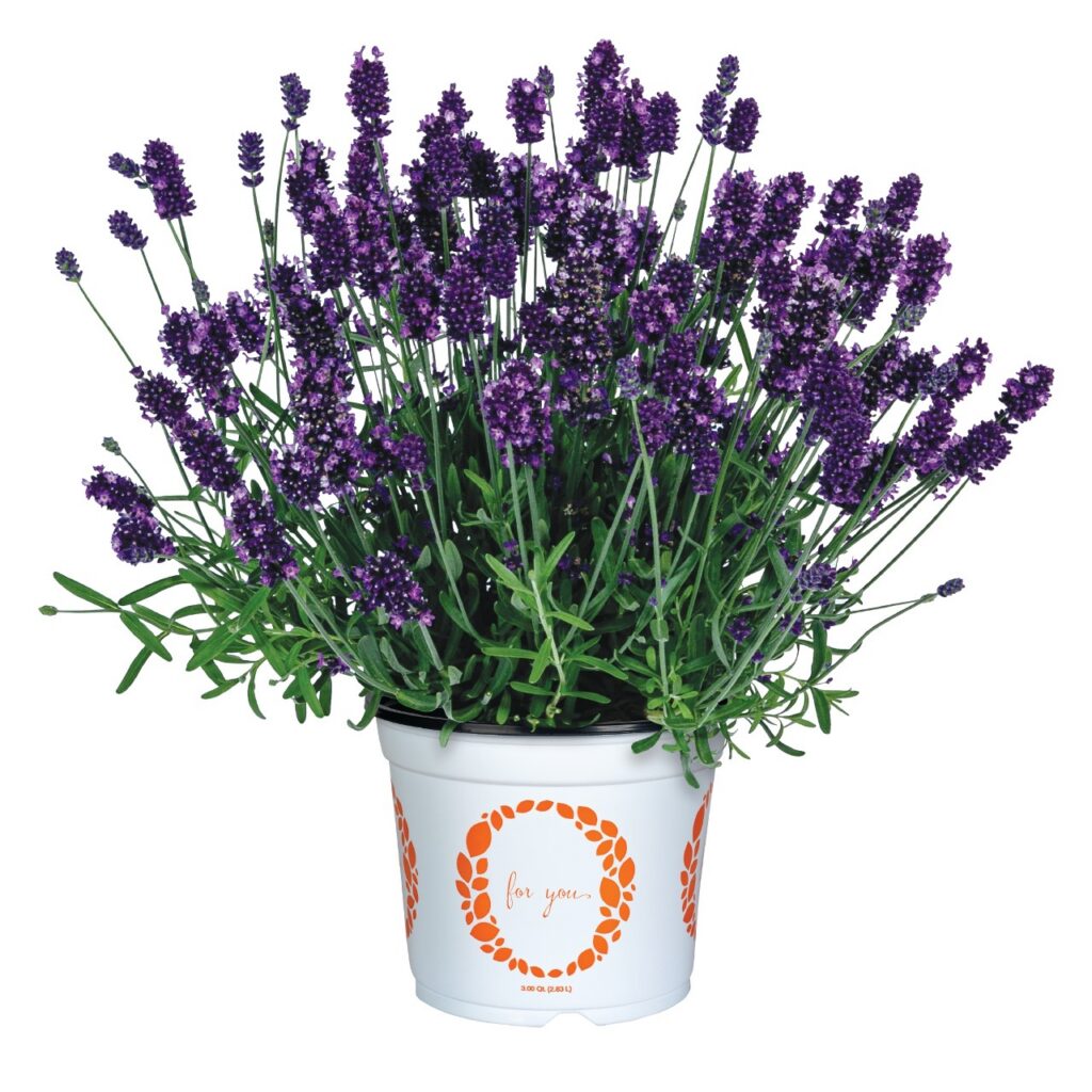 Lavender La Diva Eternal Grace