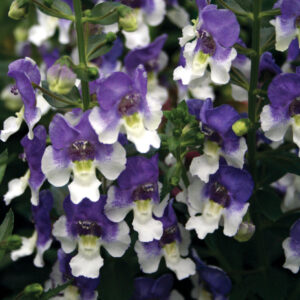 Angelonia Angelos Blue and White