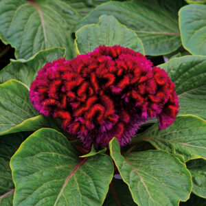 Celosia Brainiac Mad Magenta