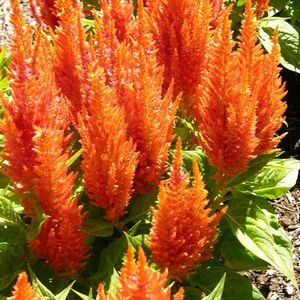 Celosia Fresh Look Orange