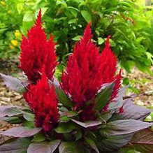 Celosia New Look Red