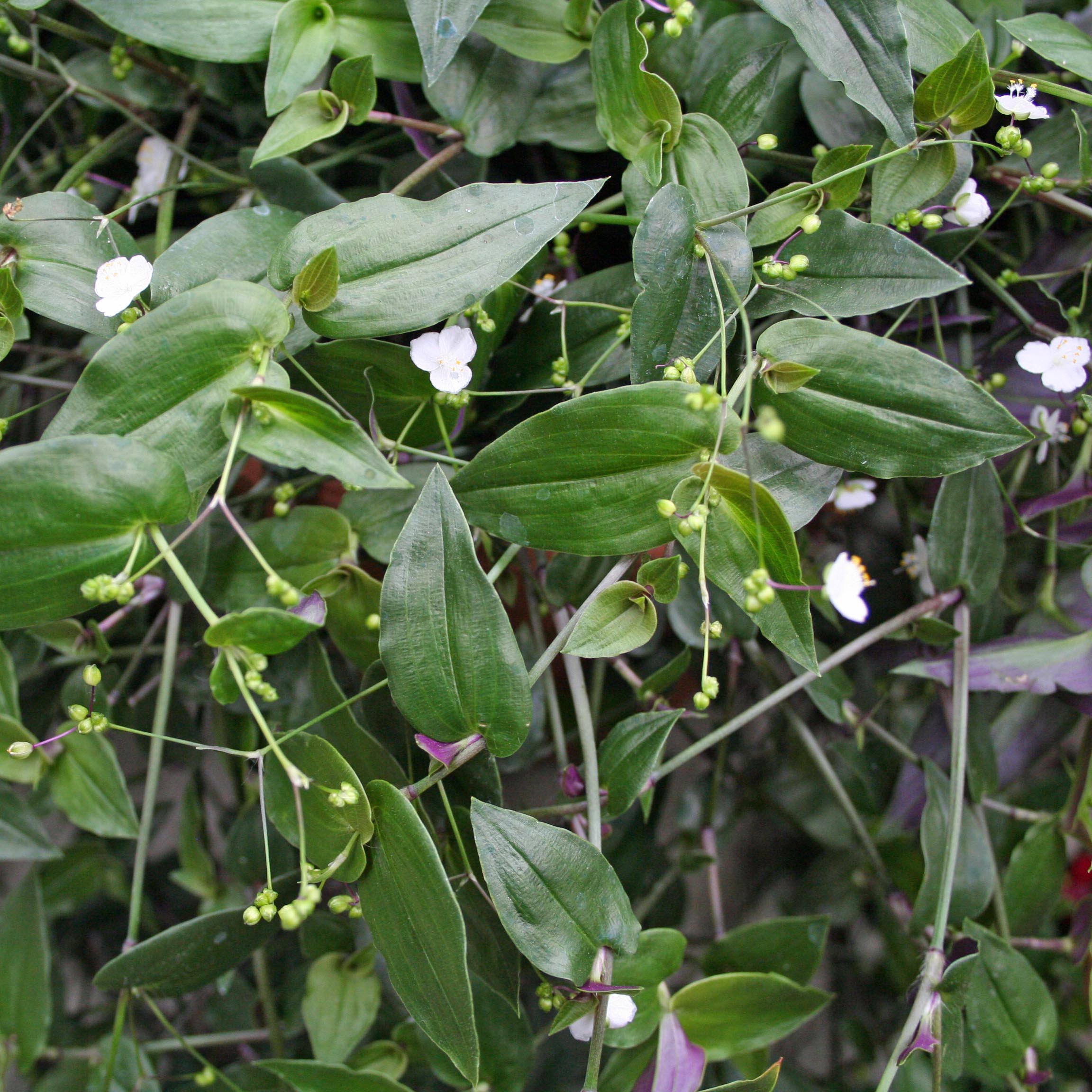 Bridal Veil Malmborgs