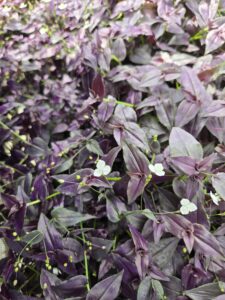 Bridal Veil - Purple