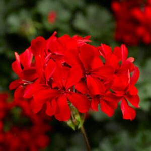 Geranium Interspecific, Caldera Red