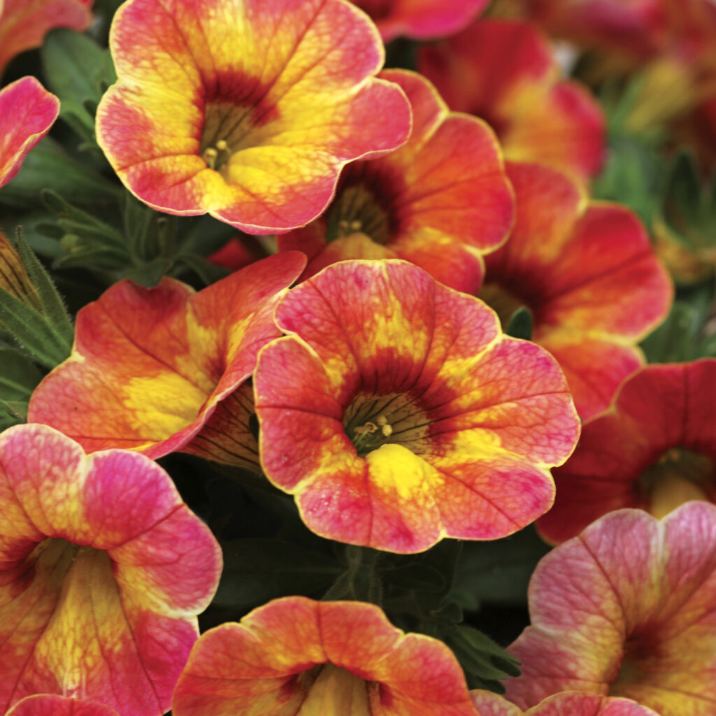 Calibrachoa Chameleon Atomic Orange