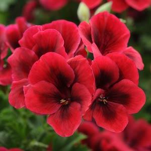 Candy Flowers Bright Red Regal Geranium (Pinched Only)