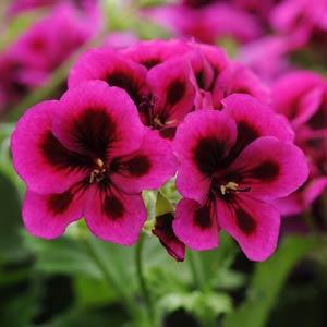 Geranium, Regal - Candy Flowers Violet (Pinched Only)