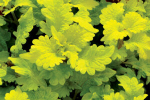 Coleus Terra Nova Peridot