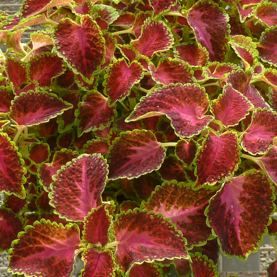 Coleus Party Time Pink Berry