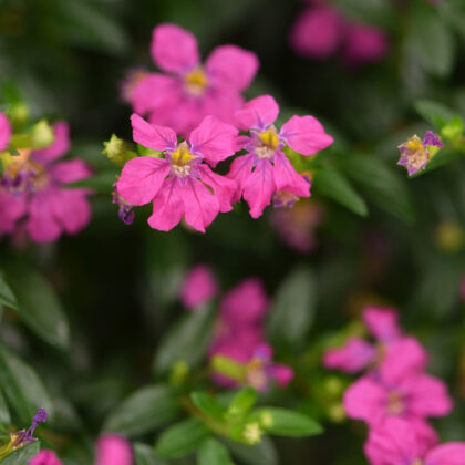 Cuphea hyssopifolia - Malmborgs