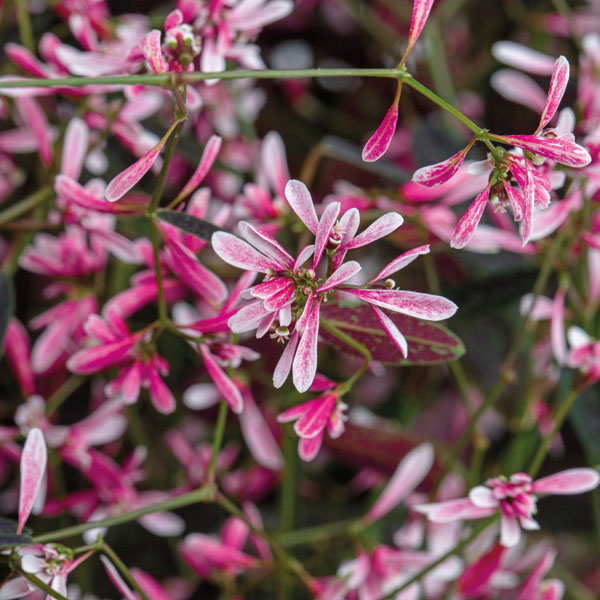 Euphorbia Starblast Pink