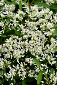 Euphorbia Starblast Snowdrift