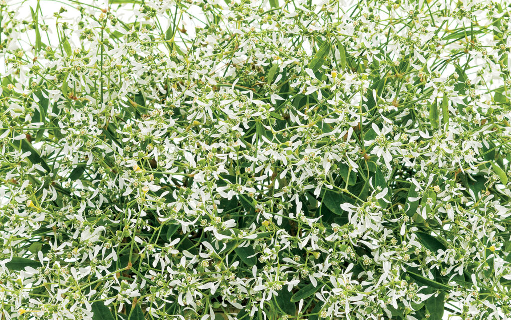 Euphorbia Starblast White