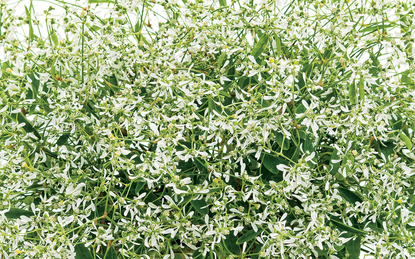 Westhoff euphorbia-starblast-white-002