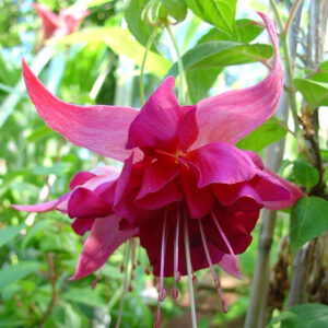 Fuchsia Bella Rosella