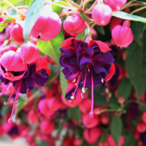 Fuchsia Dollar Princess