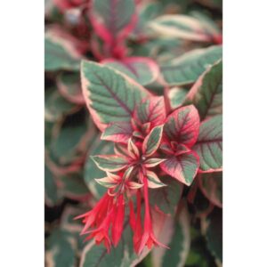 Fuchsia Firecracker