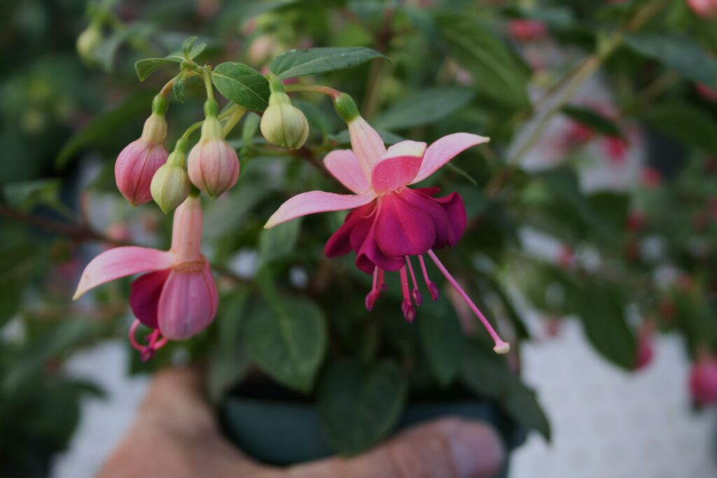 Fuchsia Paula Jane