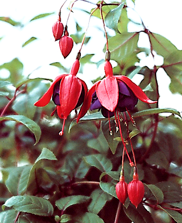 Fuchsia Voodoo