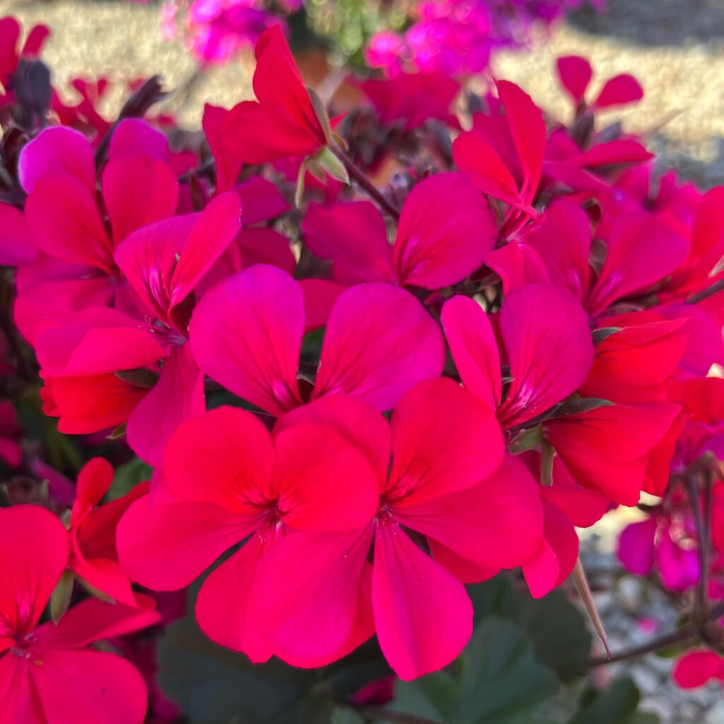 Geranium Caldera Hot Pink