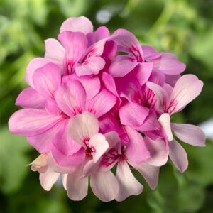 Geranium Int Caldera Lavender Glow