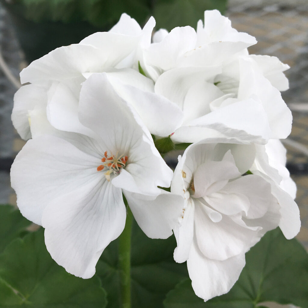 Geranium Interspecific Calliope Large White