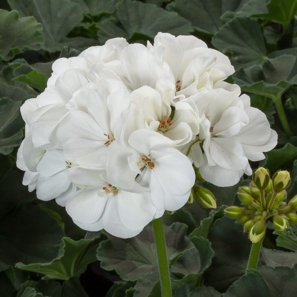 Geranium Interspecific Mojo White