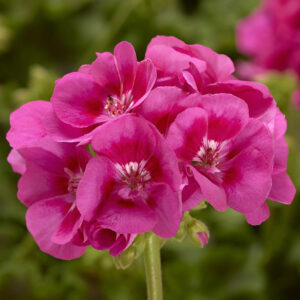 Geranium Interspecific Moxie! Deep Rose Mega Splash