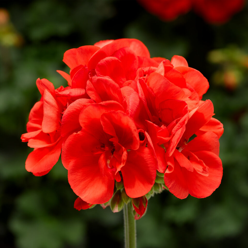 Geranium Interspecific Moxie Orange