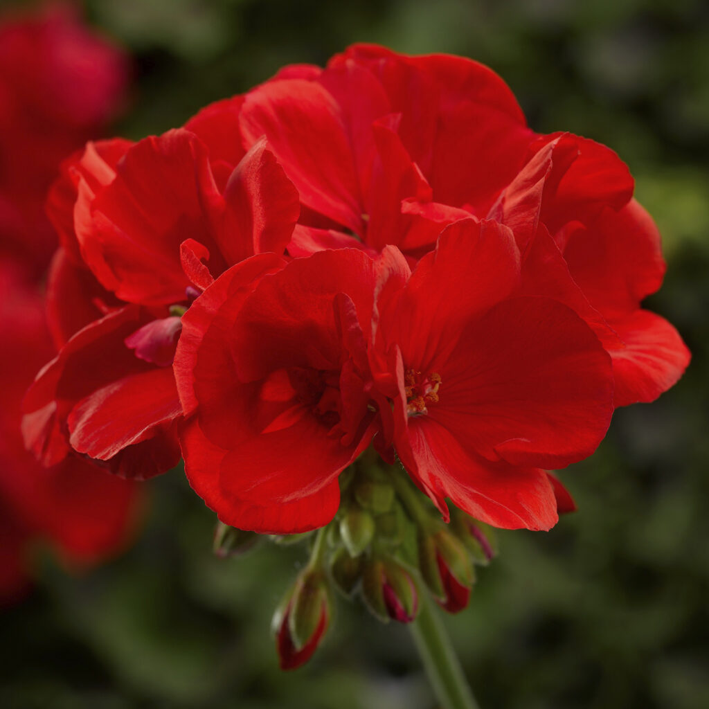 Geranium Interspecific Moxie! Scarlet