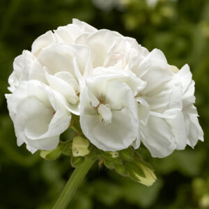 Geranium Interspecific Moxie! White