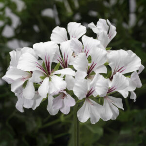 Geranium Ivy Cascade White