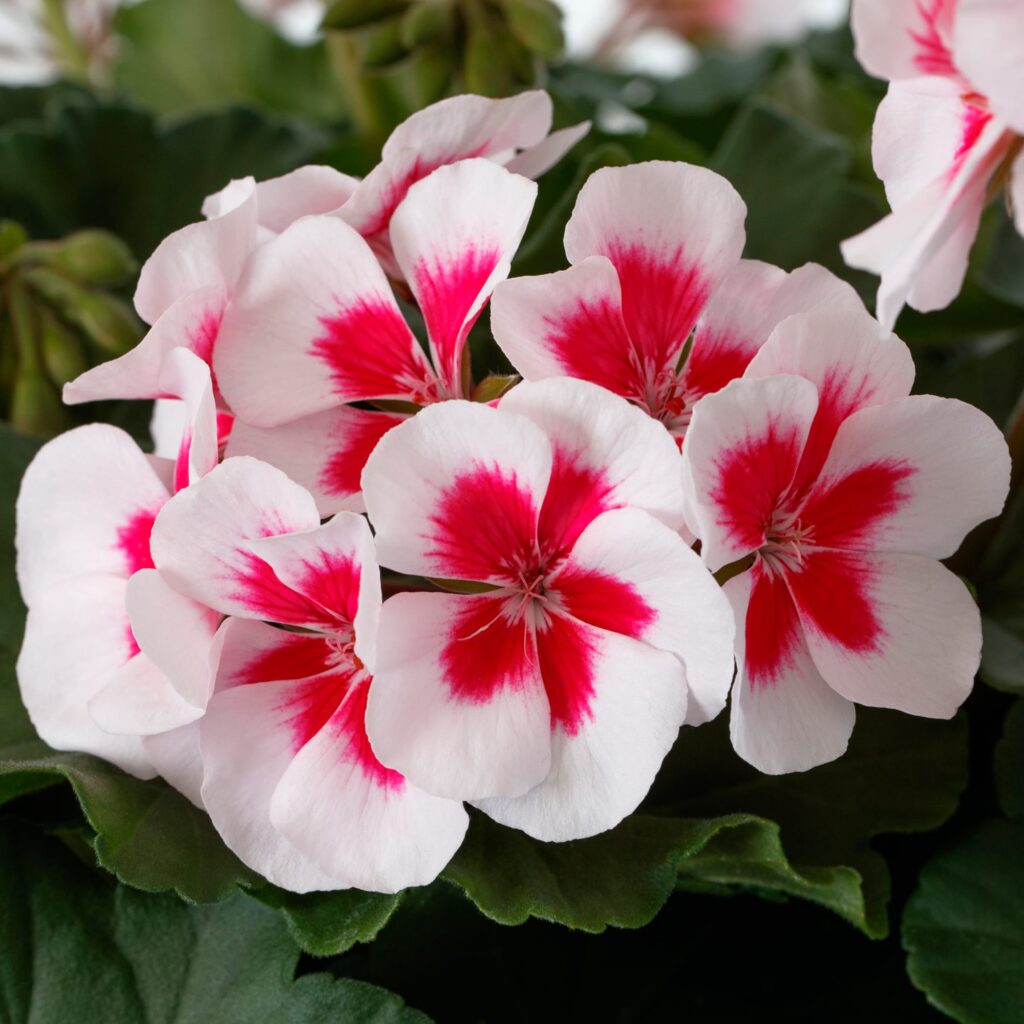 Geranium Mojo White Splash