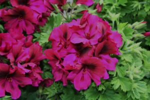 Geranium Regal Aristo Burgundy