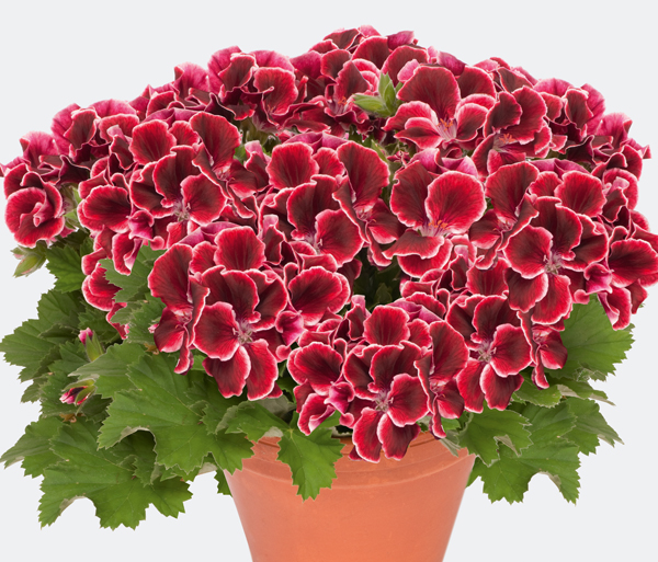 Geranium - Regal Aristo Red Beauty