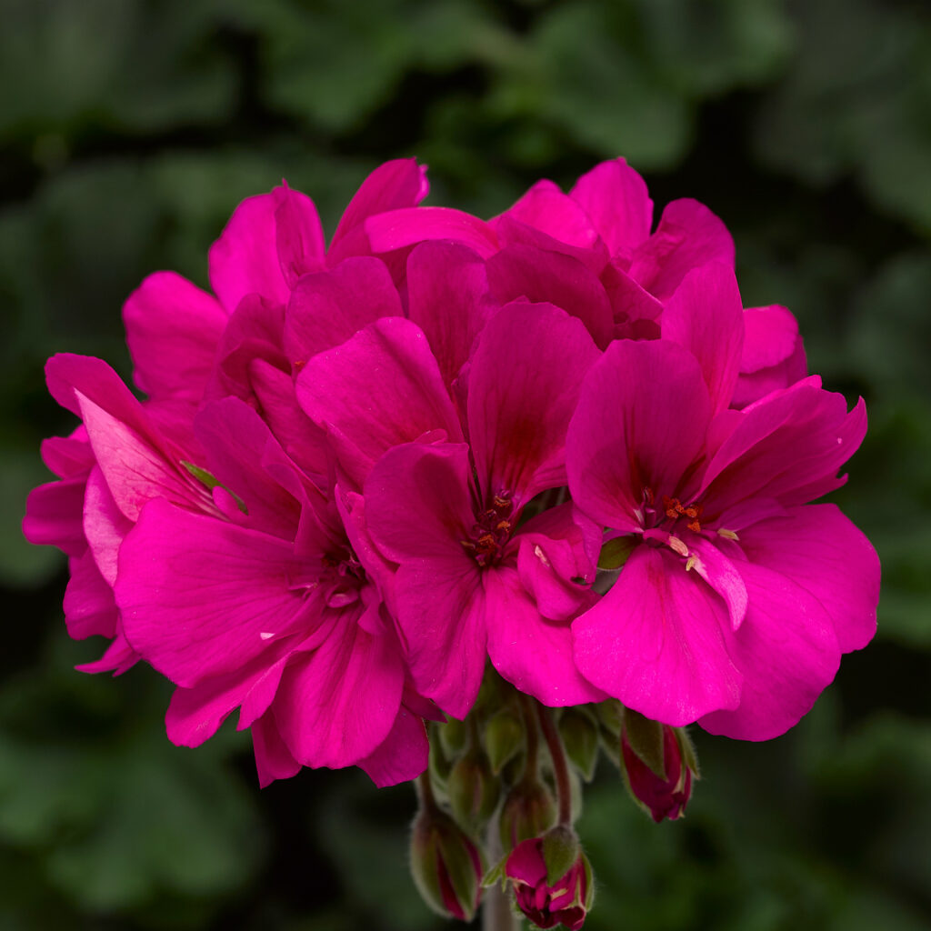 Geranium Interspecific Moxie Hot Pink