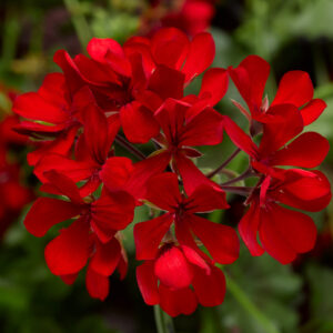Geranium Ivy Cascade Dark Red
