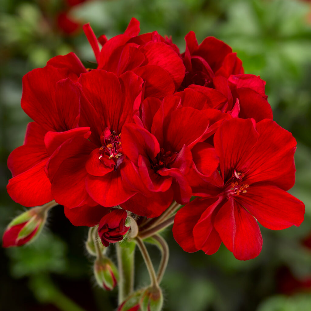 Geranium Interspecific Mojo Dark Red